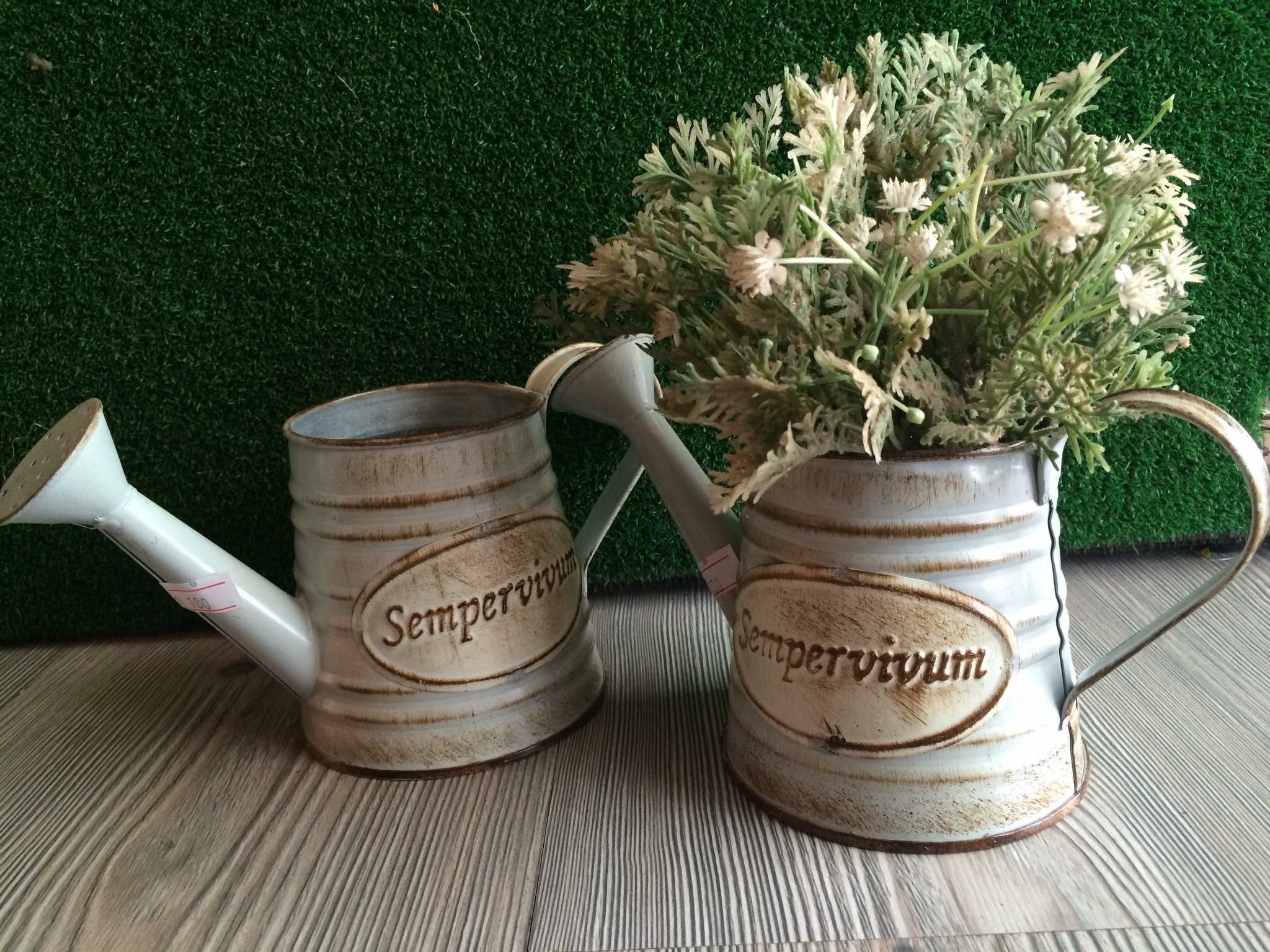 Bình tưới sempervivum Giá bán: 180.000đ