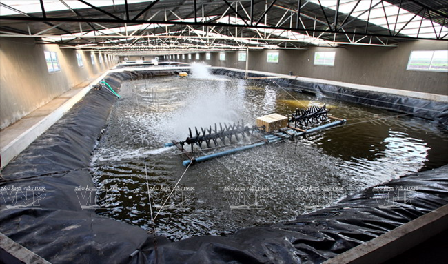 BẠT LÓT HỒ NUÔI TÔM Giá bán: 888đ