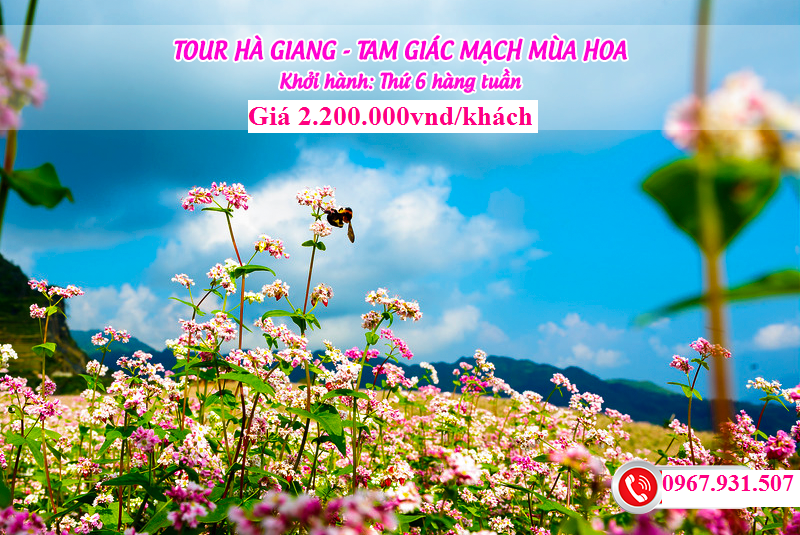 Du lịch Hà Giang mùa hoa tam giác mạch 3 ngày 2 đêm Giá bán: 2.200.000đ