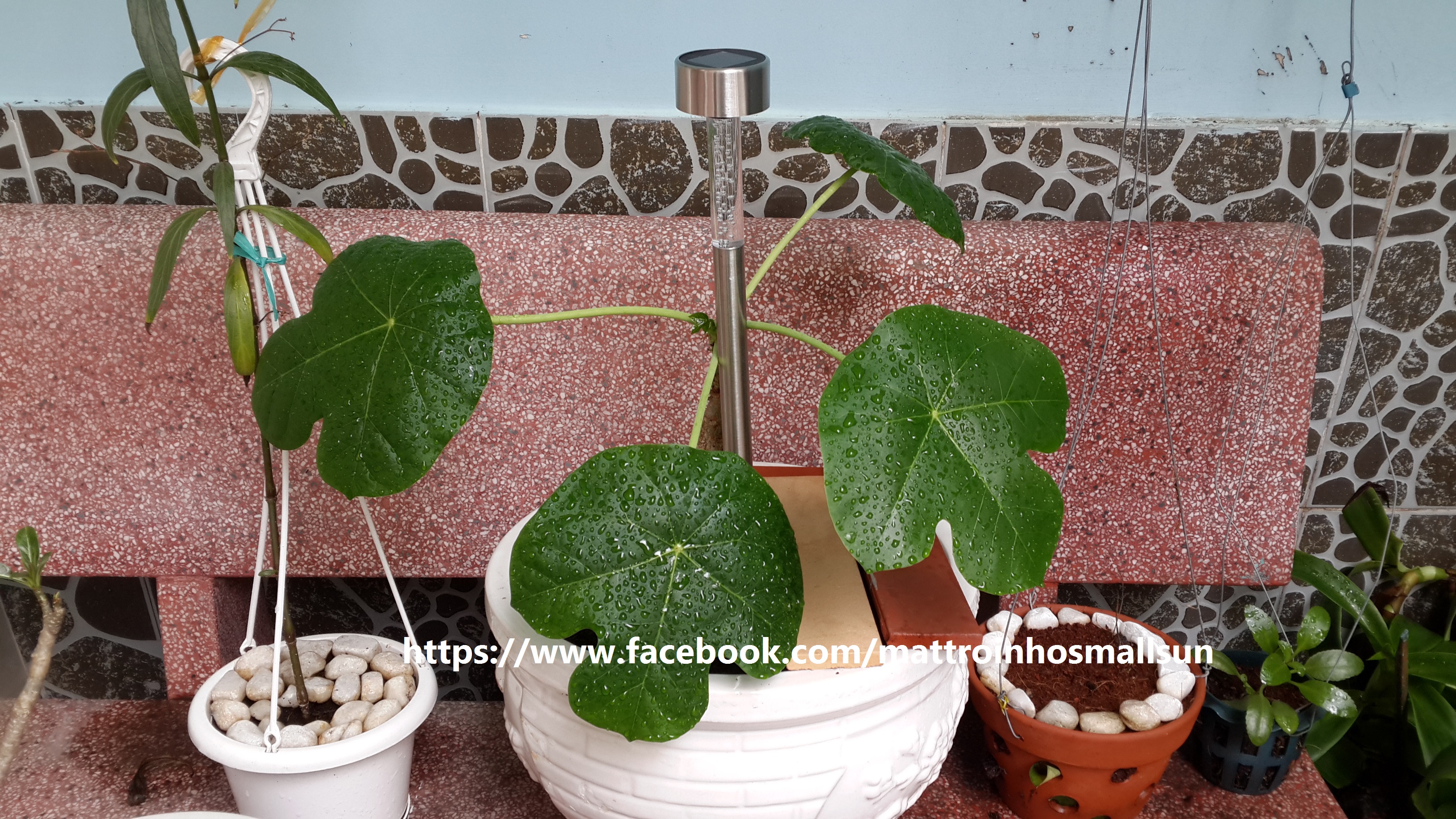 Đèn trang trí sân vườn năng lượng mặt trời L1 Giá bán: 89.000đ