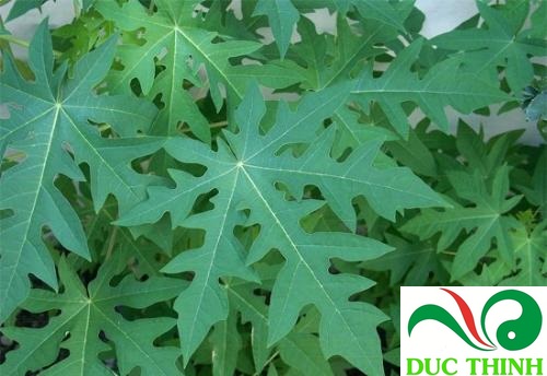 Lá đu đủ đực Giá bán: 120đ