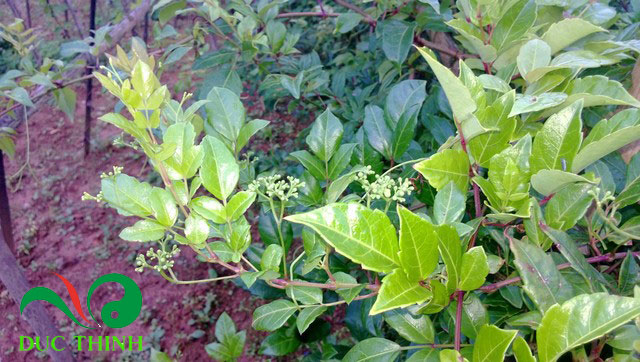 chè dây Giá bán: 100đ