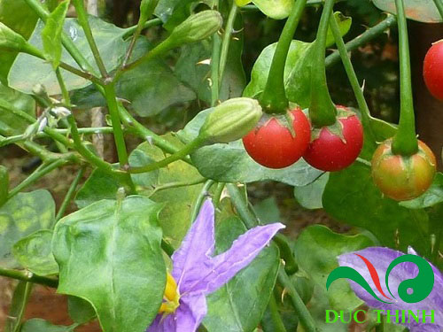 Cà gai leo chữa bệnh gan hiệu quả Giá bán: 120đ