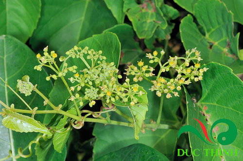 cây chìa vôi chữa thoát vị đĩa đệm Giá bán: 120đ