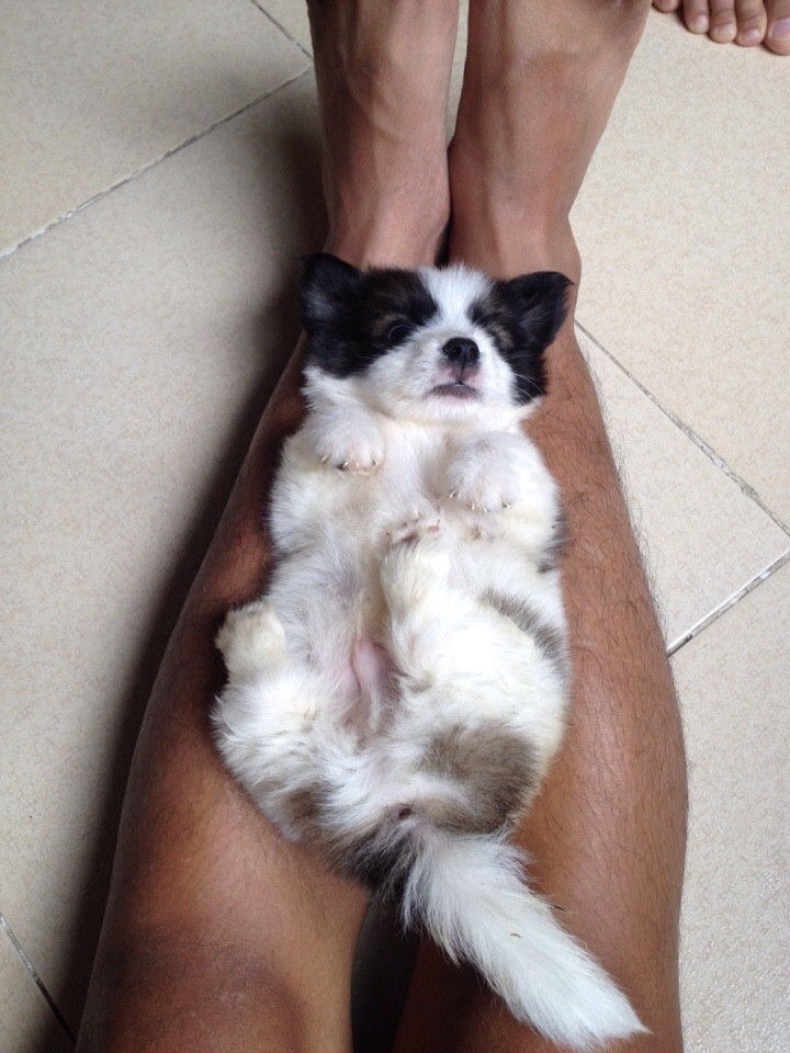 phốc sóc lai Giá bán: 1.300.000đ