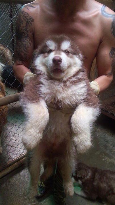 alaska nâu đỏ , cái , 3 tháng tuổi Giá bán: 10.000.000đ