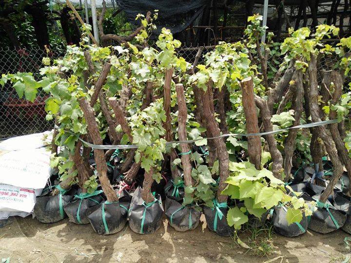 bưởi, nho, ổi, cam, sầu riêng, ... cây gì em cũng có bưởi, nho, ổi, cam, sầu riêng, ... cây gì em cũng có Giá bán: 18.000đ