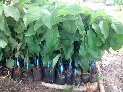 bưởi, nho, ổi, cam, sầu riêng, ... cây gì em cũng có bưởi, nho, ổi, cam, sầu riêng, ... cây gì em cũng có Giá bán: 18.000đ