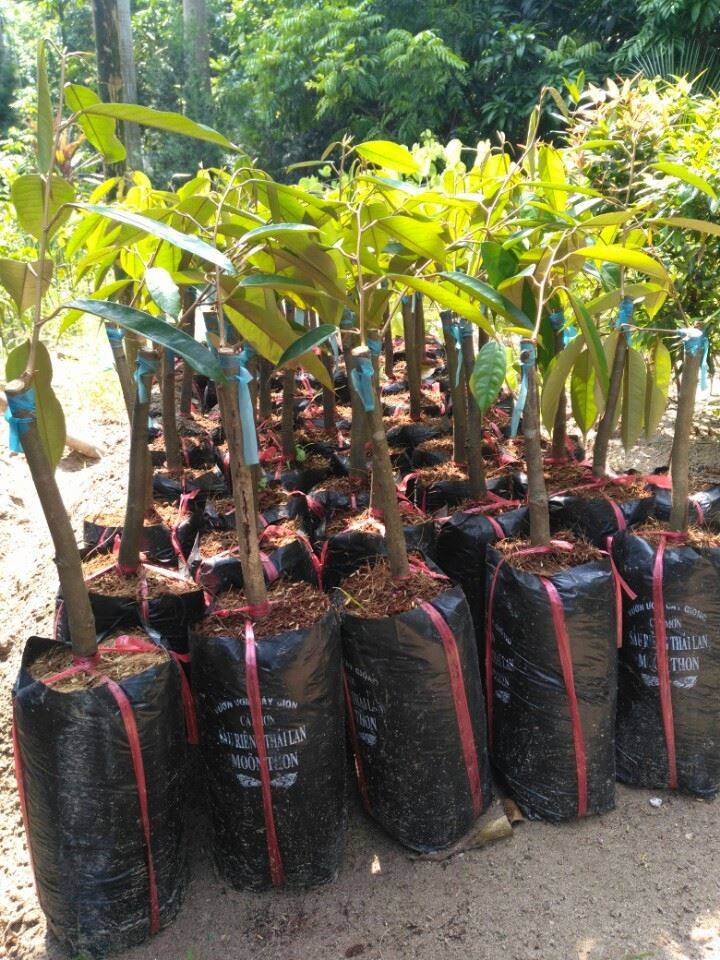 Cây giống ăn quả, cây rau, cây cảnh Giá bán: 20.000đ