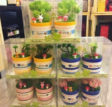 Chậu cây tinh dầu