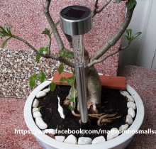 Đèn trang trí sân vườn năng lượng mặt trời L1