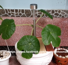 Đèn trang trí sân vườn năng lượng mặt trời L1