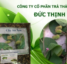 cây an xoa chữa bệnh gan hiệu quả