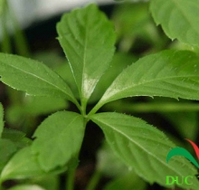 thảo dược giảo cổ lam