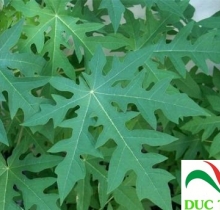 Lá đu đủ đực