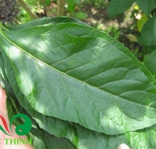 lá mật gấu trị tiểu đường