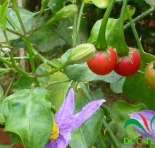 Cà gai leo chữa bệnh gan hiệu quả