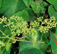 cây chìa vôi chữa thoát vị đĩa đệm