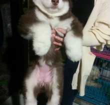 alaska nâu đỏ , cái , 3 tháng tuổi