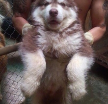 alaska nâu đỏ , cái , 3 tháng tuổi