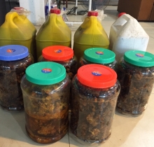 Mật ong rừng Tây Bắc