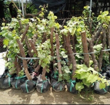 bưởi, nho, ổi, cam, sầu riêng, ... cây gì em cũng có