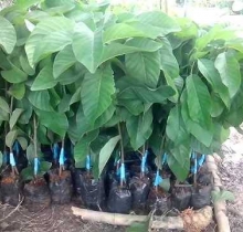 bưởi, nho, ổi, cam, sầu riêng, ... cây gì em cũng có