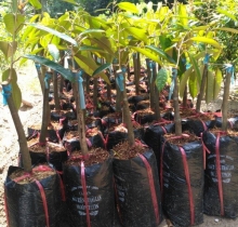 Cây giống ăn quả, cây rau, cây cảnh